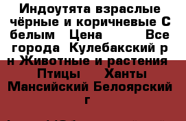 Индоутята взраслые чёрные и коричневые С белым › Цена ­ 450 - Все города, Кулебакский р-н Животные и растения » Птицы   . Ханты-Мансийский,Белоярский г.